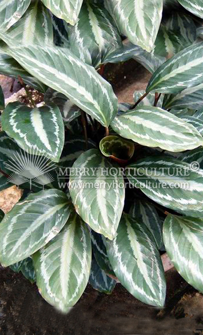 Calathea picturata 'Vandenheckei'